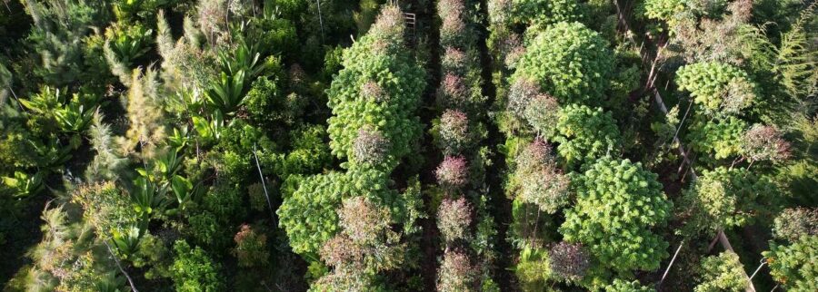 Cover image of ForestFoods, Animal farming venture on VC4A