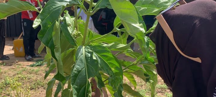Cover image of Boghe agri, Agribusiness venture on VC4A