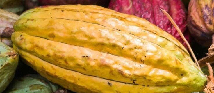 Cover image of West African Farmers Initiative, Agribusiness venture on VC4A