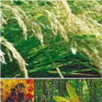 Logo of Koperativa Valazomby Madagascar, Biotechnology and medical research venture on VC4A