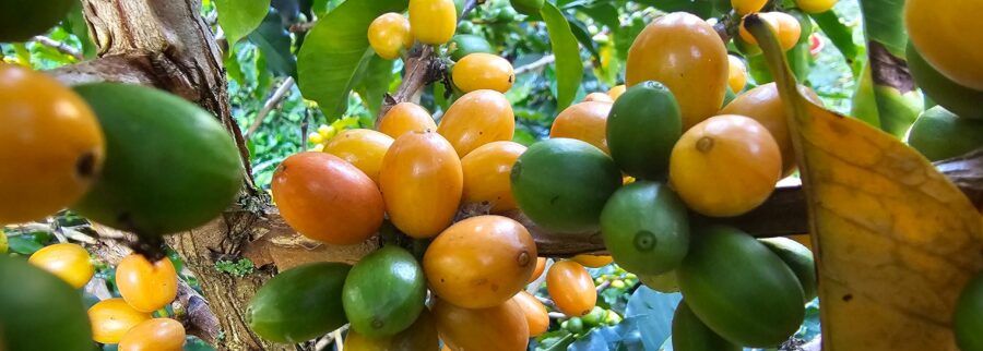 Cover image of Trusted Beans Srls, Agribusiness venture on VC4A