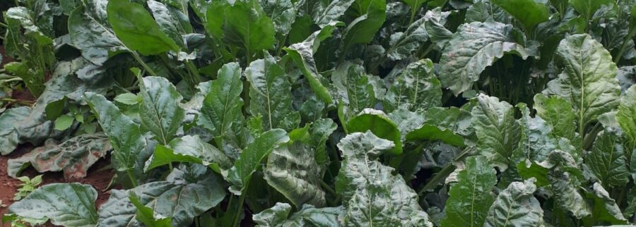 Cover image of International Research & Development Africa Ltd, Agribusiness venture on VC4A