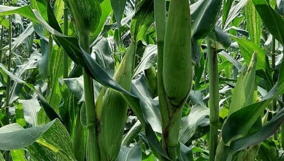 Cover image of Victory to Mankind, Crop farming venture on VC4A