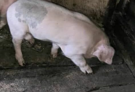 Cover image of Harmonie Business SARLU, Animal farming venture on VC4A