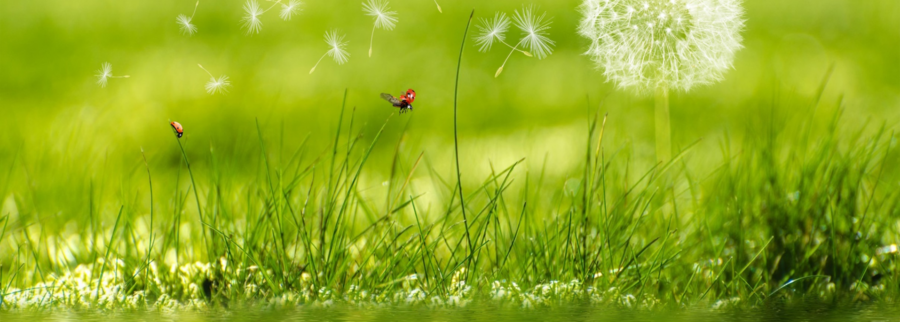 Cover image of Havillah smart enviros limited, Environmental services venture on VC4A
