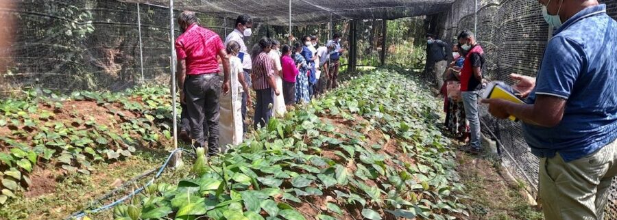 Cover image of Ilukthenna Plant Nursery, Agribusiness venture on VC4A