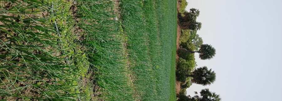 Cover image of Gueye Ndioro Business Company, Agro-industrie venture on VC4A