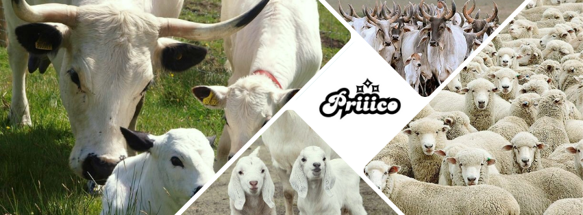 Cover image of White cow, Agribusiness venture on VC4A