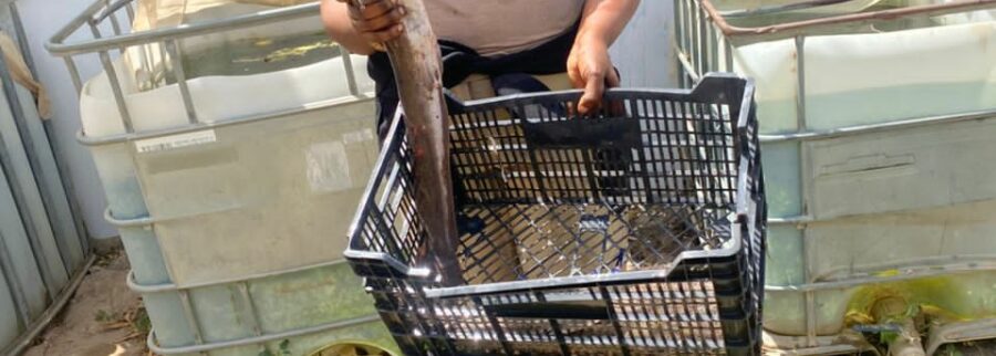 Cover image of Tambadou Farm Hub, Fish farming venture on VC4A