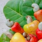 Logo of Gueye Ndioro Business Company, Agro-industrie venture on VC4A