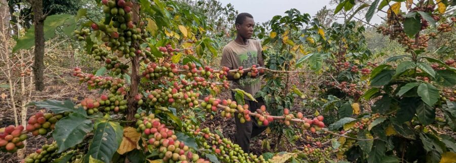 Cover image of Rutuba Agri Tech, Agribusiness venture on VC4A