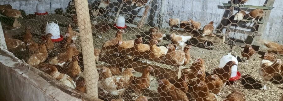 Cover image of Ets Access TO LAND Africa, Animal farming venture on VC4A