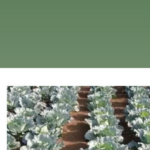 Logo of Guinée-Agri-Med, Agribusiness venture on VC4A