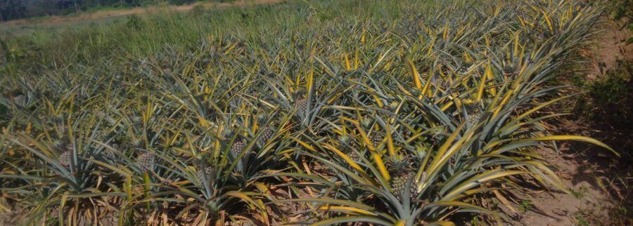 Cover image of Guinée-Agri-Med, Agribusiness venture on VC4A