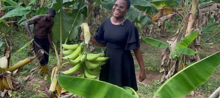 Cover image of Jelapetra Farms Ltd, Agribusiness venture on VC4A
