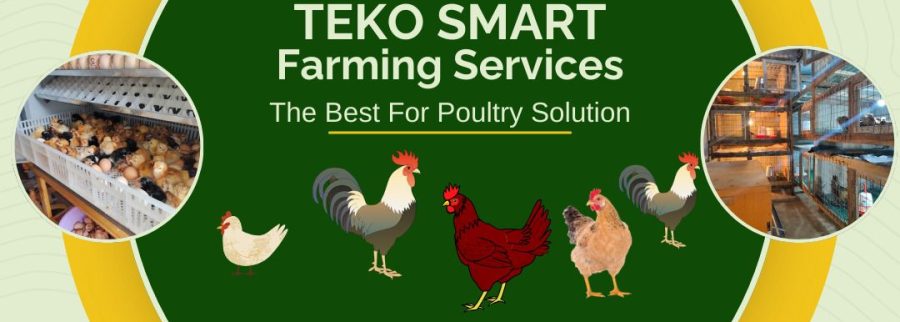 Cover image of Teko Smart Farm, Animal farming venture on VC4A