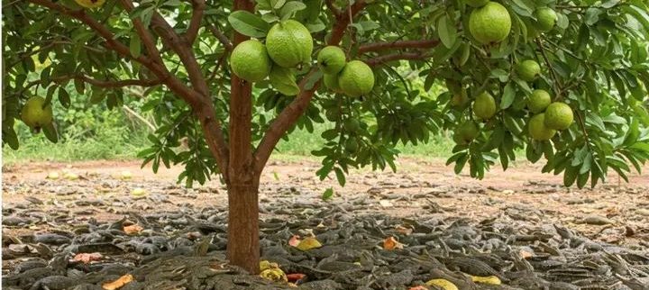 Cover image of Zidimagueba, Agro-industrie venture on VC4A
