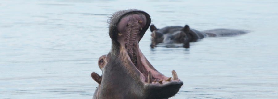 Cover image of Bakololo Adventures Tours and Safaris, Events venture on VC4A