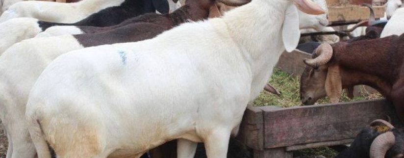 Cover image of SAHEL Business, Animal farming venture on VC4A
