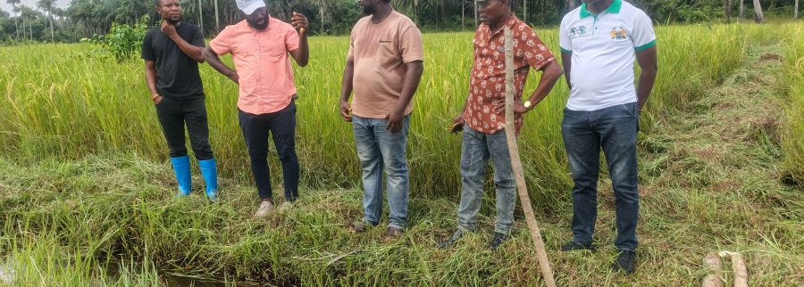 Cover image of Nanuel,s Investment Compnay Sierra Leone Limited, Agribusiness venture on VC4A