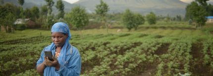Venture Profile MoneyPhone Africa Ltd image of Rwanda Potato Farming