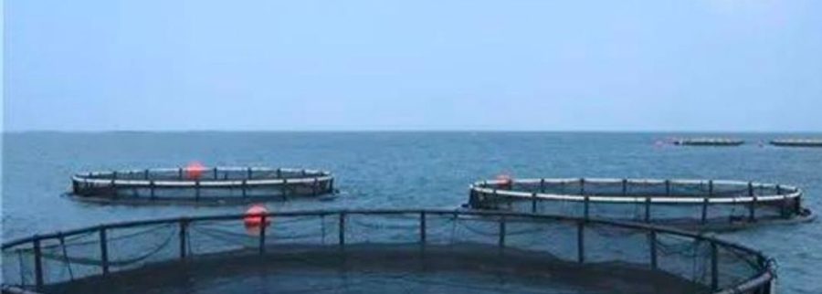 Cover image of Billy Fish Farm and Agriventures Limited, Agroindustria venture on VC4A